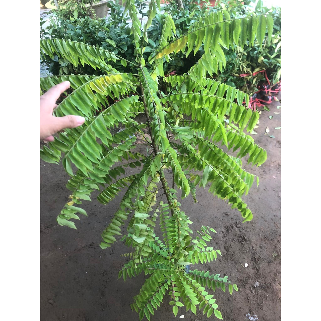 Cây giống Khế Tàu