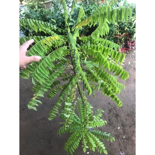 Cây giống Khế Tàu (Khế Tây)