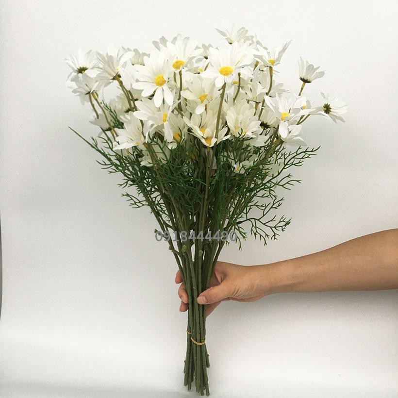 Cúc Họa Mi Siêu Đẹp, Siêu Xinh 52cm