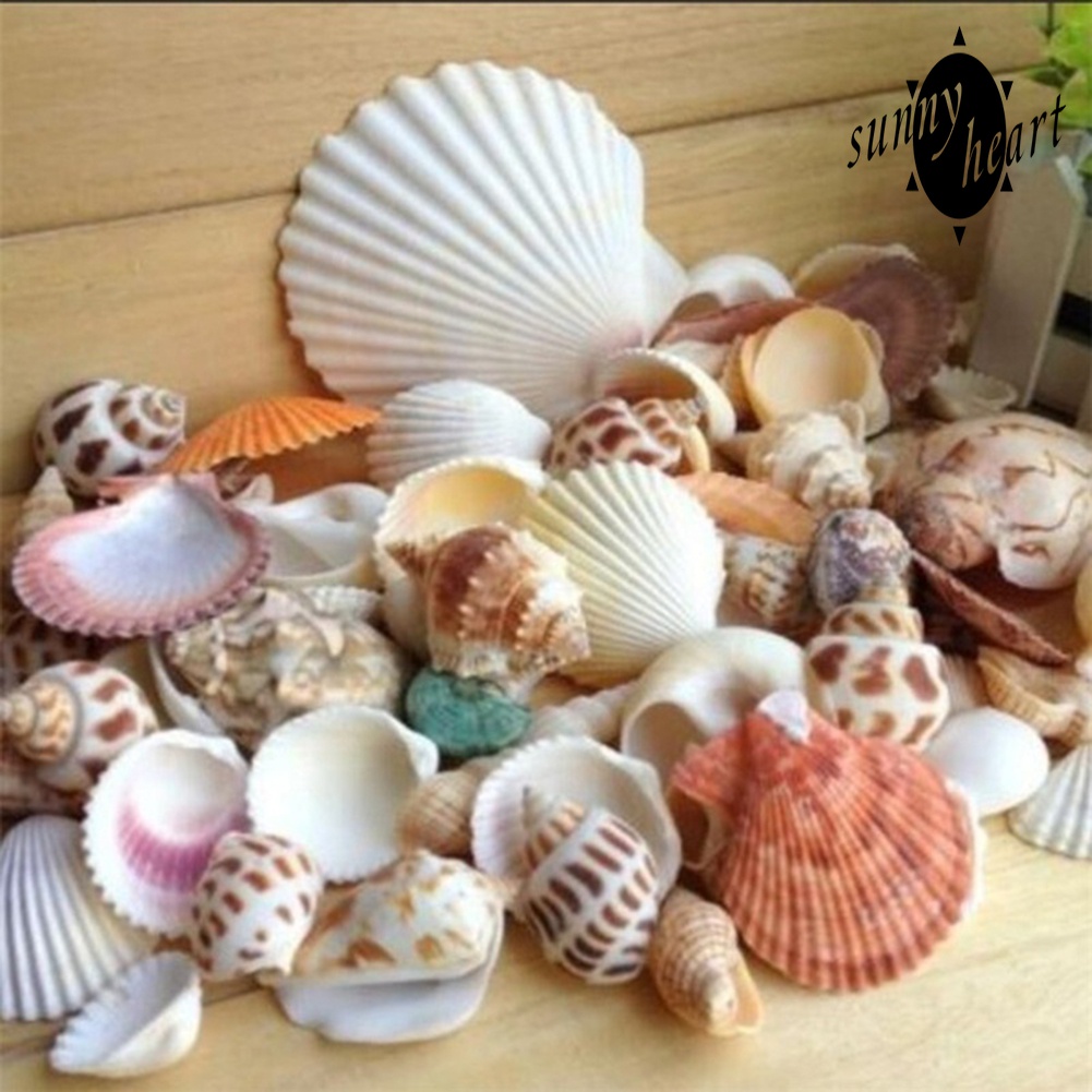 100g Vỏ Ốc Vỏ Sò Nhiều Màu Dùng Để Trang Trí Bể Cá Cảnh Độc Đáo