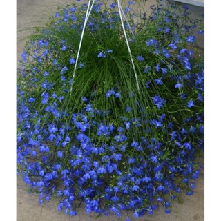 Hạt giống hoa Lobelia mix