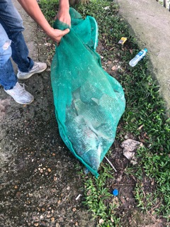 Thính Trắm Đen Hồ Dịch Vụ