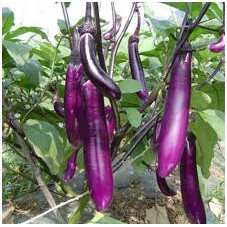 Hạt giống cà tím trái dài ruột xanh  1gr