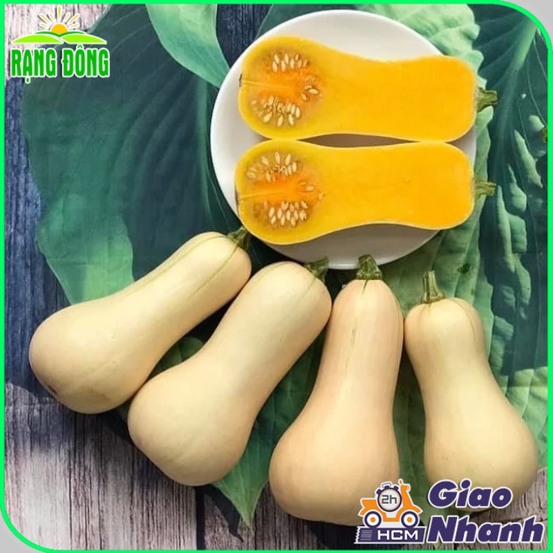 Hạt giống Bí Ngô Mỹ Da Vàng Lai F1 trái to, ruột dẻo, rất thơm, trồng quanh năm - Hạt giống Rạng Đông