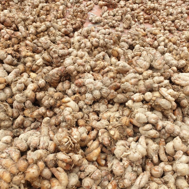 Địa Liền 1kg tươi