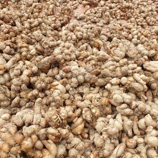 Địa Liền 1kg tươi
