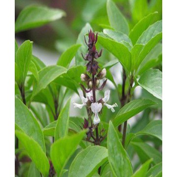 Hạt Giống Rau Húng Quế  JL34