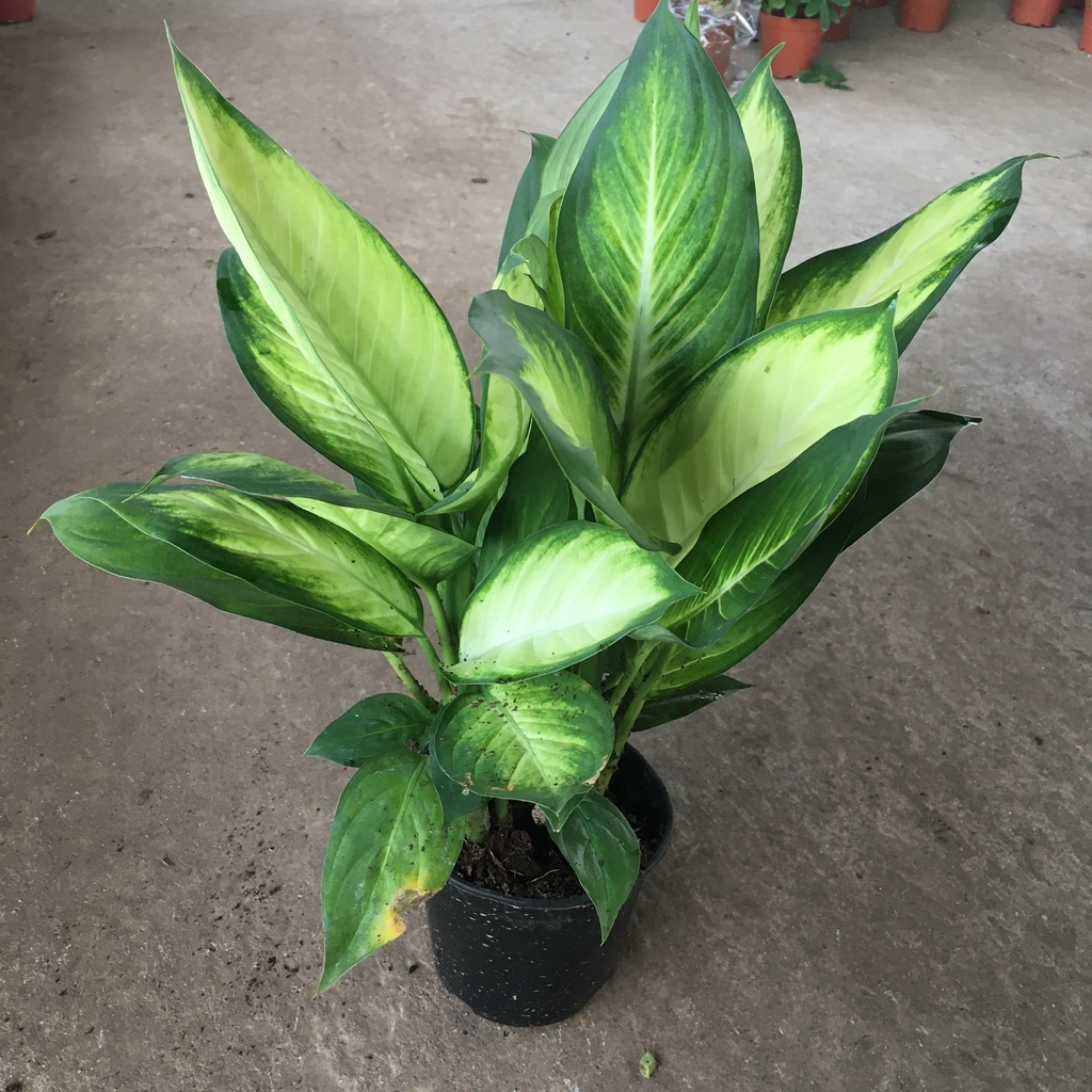 Cây Sao Sáng Trang Trí Nội Thất,Phòng Khách,Phòng Ngủ,Sân Vườn