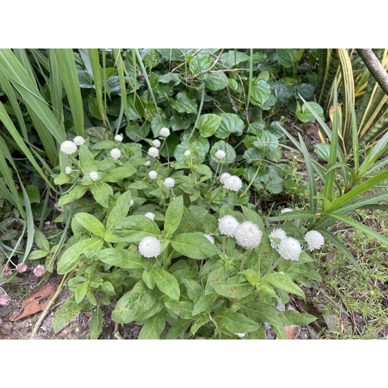 Hạt hoa cúc bách nhật/ nở ngày trắng, hồng, tím, mix màu