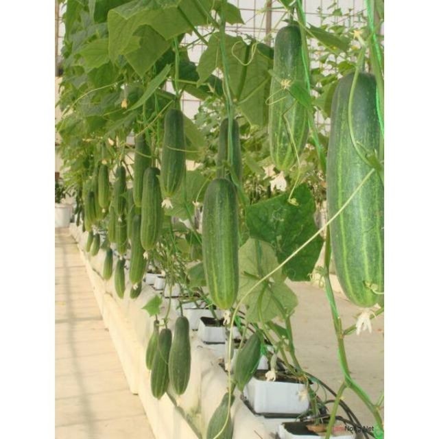 Hạt Giống Dưa Leo F1 Siêu Năng Suất PN-636 Phú Nông - Gói 1g