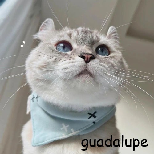 guadalupe.vn