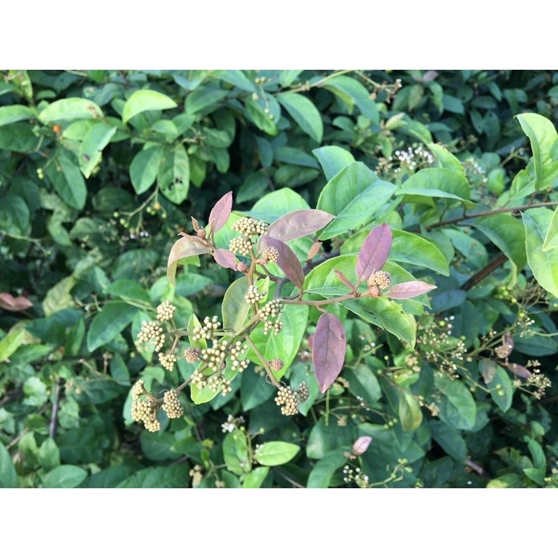 Trà XẠ ĐEN Hoà Bình tiêu u, bướu, mát gan thanh nhiệt