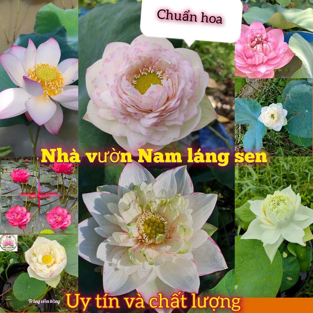 Củ sen giống các loại bảo hành mặt hoa , củ giống chất lượng ship toàn quốc.