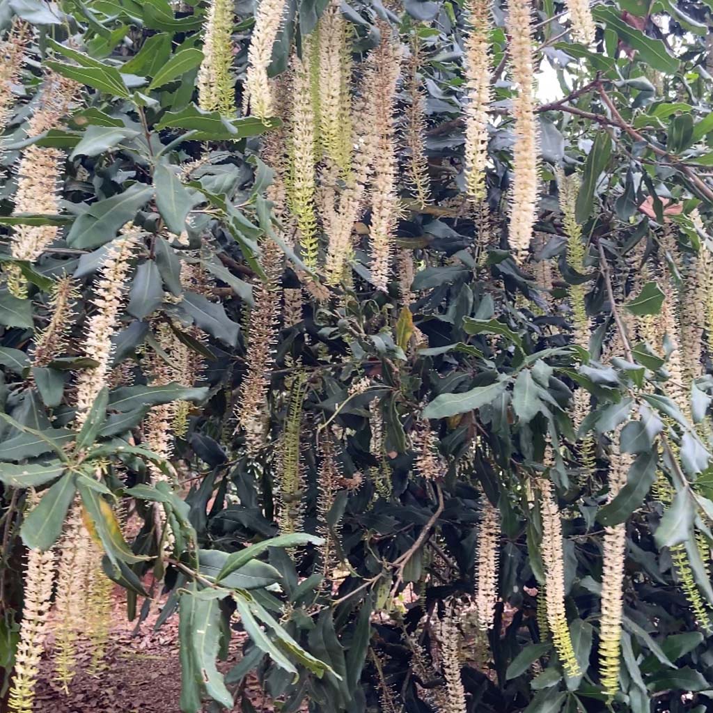 Hạt Macca nứt vỏ Organic Daklak giòn tan không hôi dầu kèm tách vỏ túi zip 1kg từ mắc ca Trang Ở Daklak