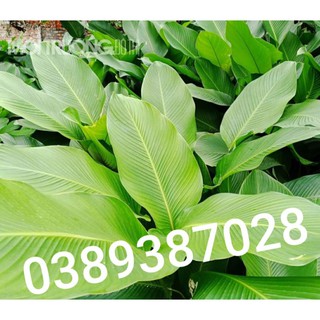 cây lá dong,(1 bụi giống)