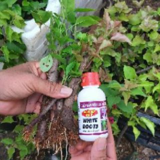 WHITE ROOT - SIÊU KÍCH RỄ BÁO HỶ 100ml