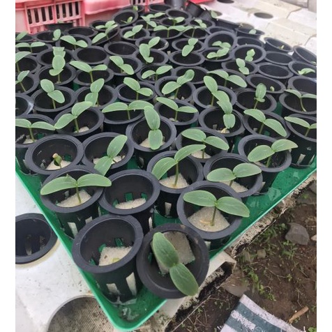 Mút ươm hạt giống trồng cây cao cấp gồm 110 viên