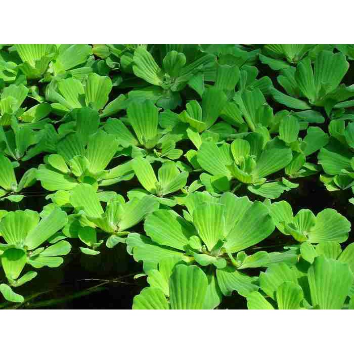 1 Nhánh Bèo cái To , Cây thủy sinh , cá cảnh- Trang tri hồ cá- hòn non bộ