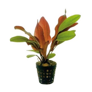 Cây thủy sinh Hồng đản