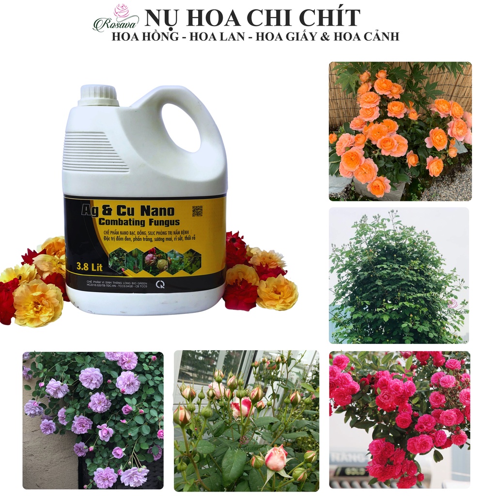 Nano bạc đồng Rosava can 4L đậm đặc sạch 100% phấn trắng, rỉ sắt, sương mai, đốm đen cho hoa hồng, lan và cây cảnh