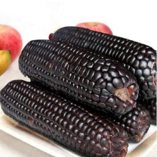 Hạt giống ngô đen