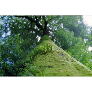 Lens SMC Takumar 55f1.8, lens đời 3, ngàm m42 (50mm f1.8)