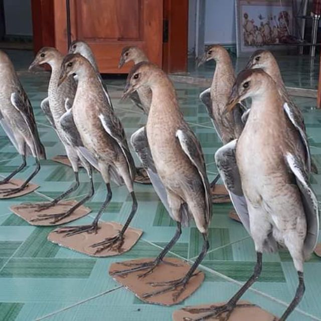 Gà nước mái nhồi keo