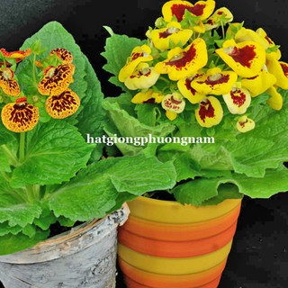 Hạt giống hoa huyền sâm