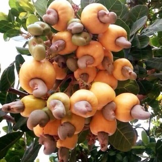 Hạt điều rang muối loại A