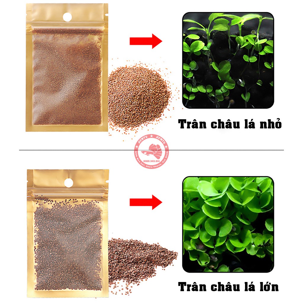 Hạt Giống Cây Thủy Sinh (Trân Châu, Ngưu Mao Chiên, Cỏ Tình Yêu, Cỏ May Mắn)