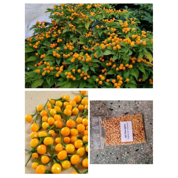 Ớt Aji Charapita rất cay.rất đắt giá nhất.bán TRÁI TƯƠI-HẠT