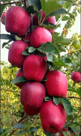 Giống cây táo mỹ