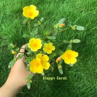 Chậu hoa mười giờ sam Thái màu vàng