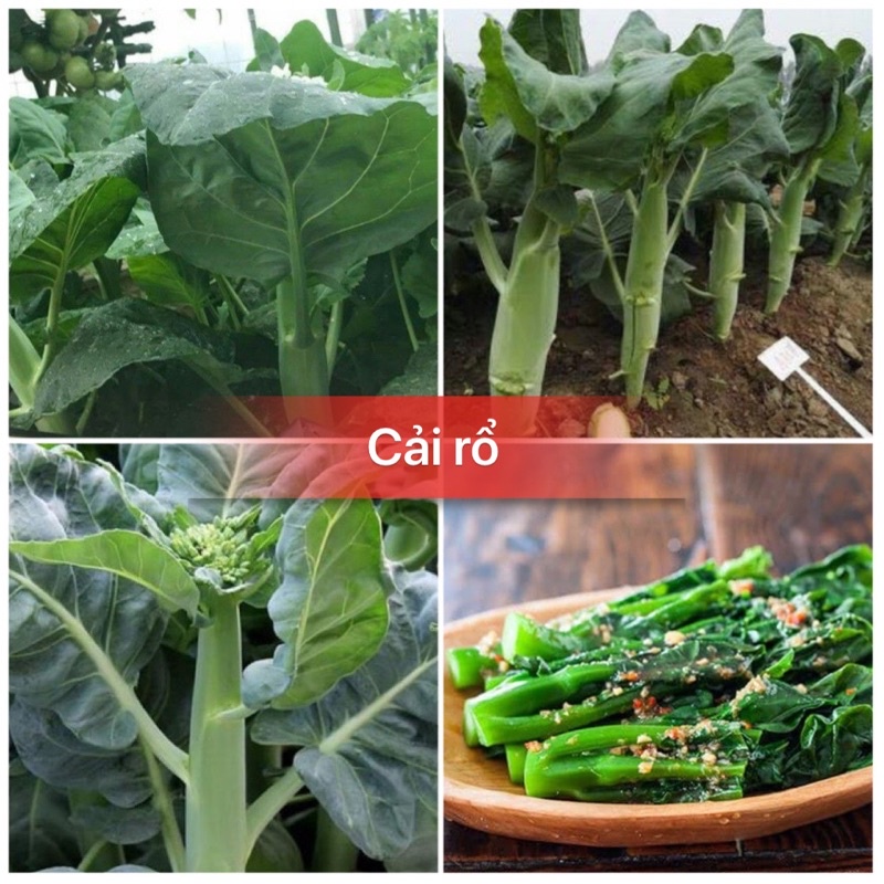 Hạt giống cải làn cao sản thân béo F1