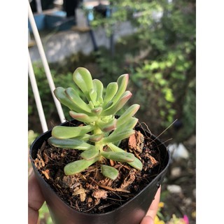 Sen đá Sedum kẹo đỏ