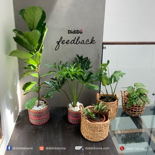 Giỏ lục bình trồng cây