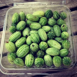 Sale Hạt giống dưa hấu mini giá rẻ