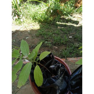 cây giống mãng cầu ta