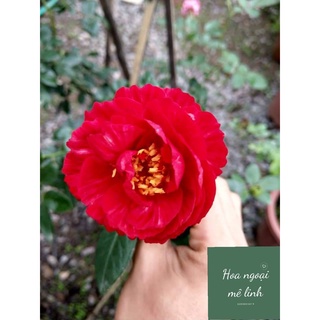 Hoa Hồng Bụi Ligare 230 Rose hồng ngoại hiếm với vẻ đẹp đặc trưng -Hoangoaimelinh