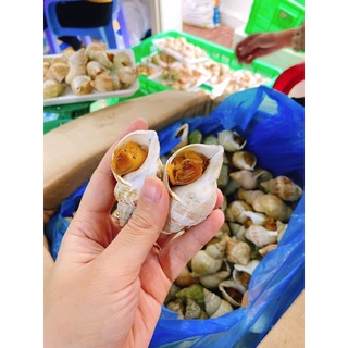 ốc bulot [ ship hoả tốc HN]