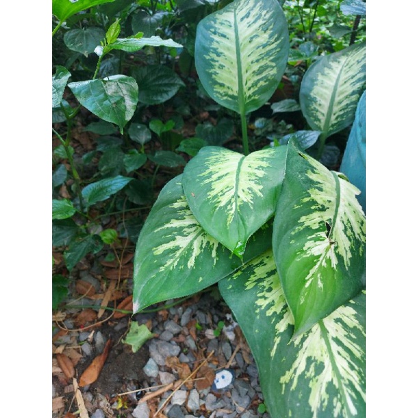 Cây vạn niên thanh