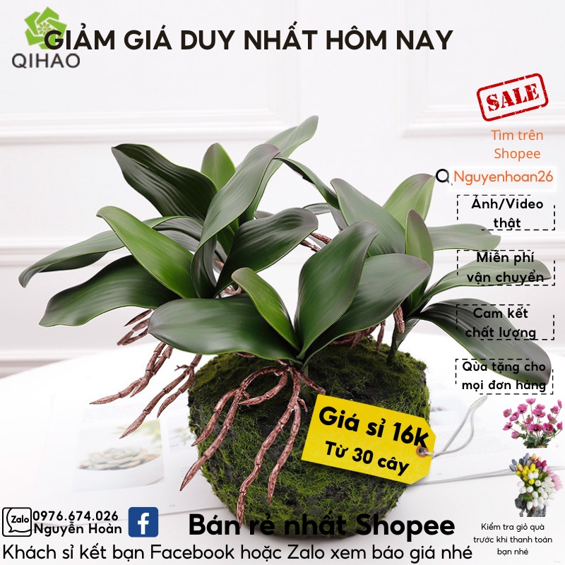 Lá lan hồ điệp loại 1 phủ phấn trắng, dày lá_HOA GIẢ_HOA LỤA