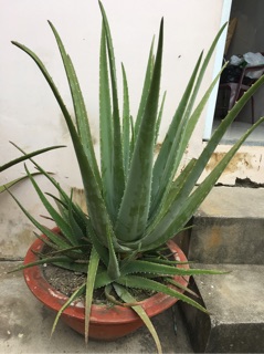 Nha đam tươi_ cây con rễ trần