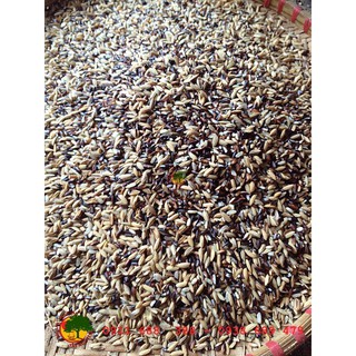 TRÀ GẠO LỨC RẪY Kon Tum