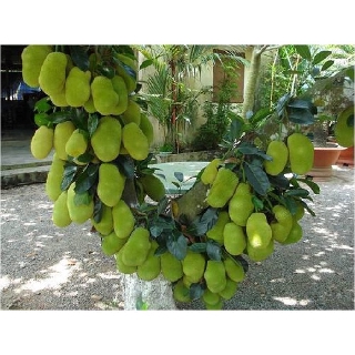 mít ruột đỏ thái lan ( cây giống )