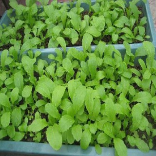 HẠT GIỐNG CẢI MƠ CAO SẢN .