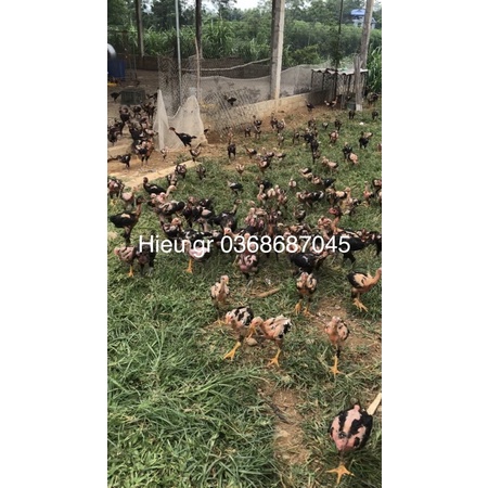Trứng gà chọi thuần chủng ấp nở 10 quả