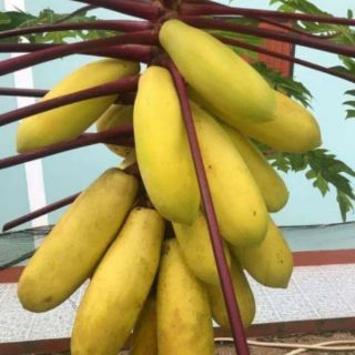 Hạt đu đủ vàng .giongcaynhap