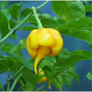 Hạt ớt giống Carolina Reaper Yellow