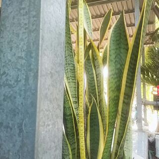 Cây lưỡi hổ combo 3 bụi